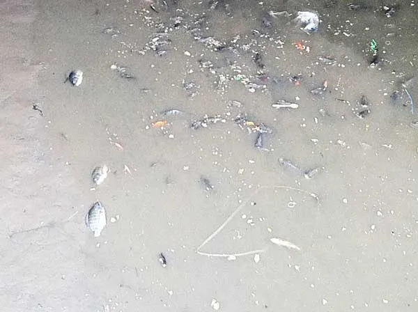 Cá chết trên kênh Nhiêu Lộc-Thị Nghè do ô nhiễm cục bộ