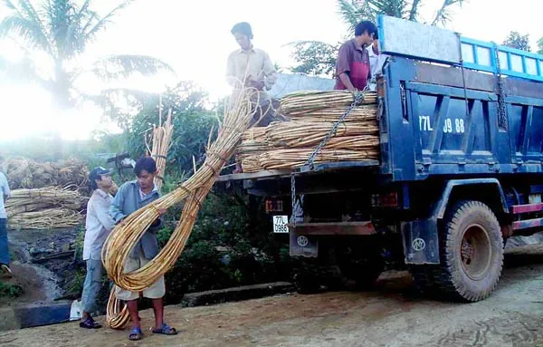 Mây hồi sinh trên đất rừng An Lão