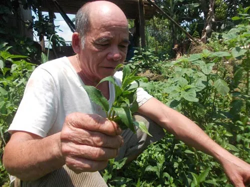 Người Ca Dong trồng rau sạch