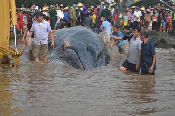 Hàng trăm người dân cứu hộ cá voi nặng hàng chục tấn