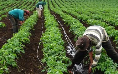 Tưới nhỏ giọt Netafim Israel – công nghệ hiệu quả cho vùng đất nhiễm mặn