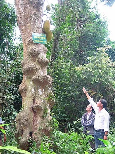 Cánh đồng Cô Hầu