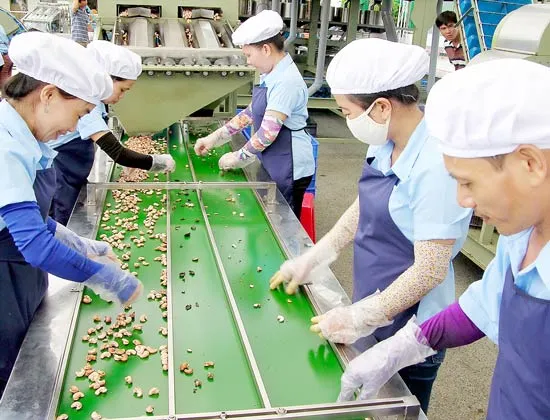 Chế biến nhân điều: Từ “đàn cừu” đến “thợ săn”