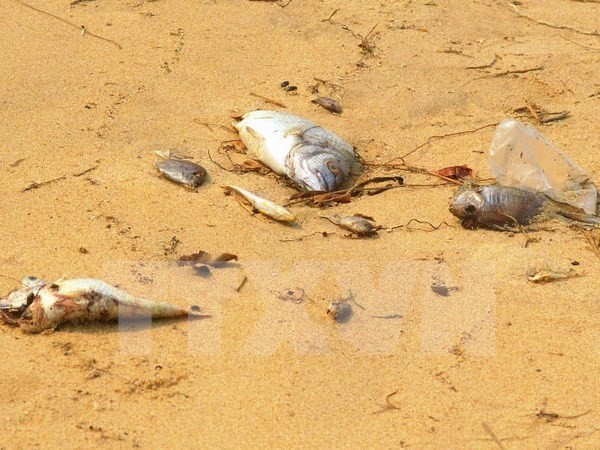 The mass fish deaths in the central region are a serious environmental incident that has never occurred (Photo: VNA)