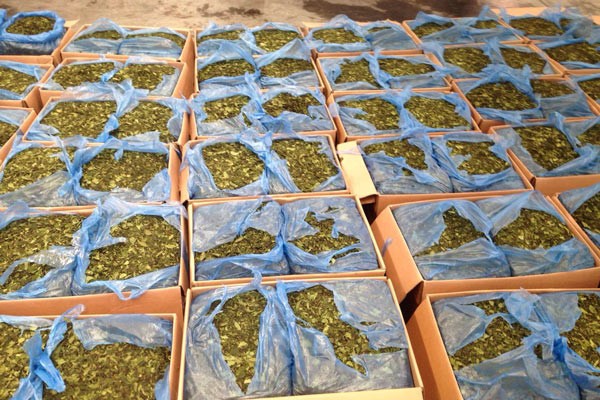 Boxes of dried Khat leaf detained at Tan Son Nhat Airport (Photo: SGGP)