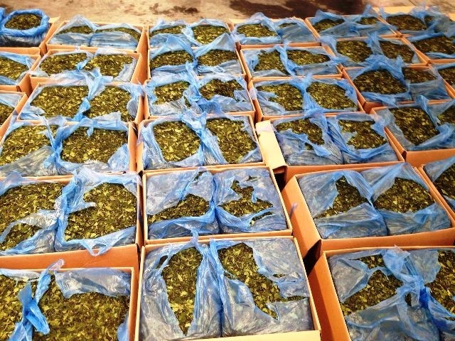 Police in HCM City have confiscated 1.2 tonnes of khat leaves imported from Africa and one case re-exported to the US. The leaves, which contain the stimulant cathinone, are banned in Việt Nam. — Photo thanhnien.com.vn