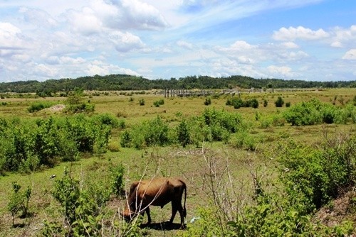 A view of land assigned to the Steel project in Quang Ngai Province. — Photo nhandan.com.vn