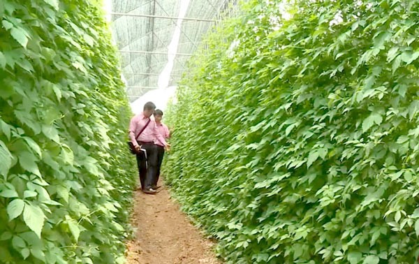 An area in the North plant herbs (Photo: SGGP)