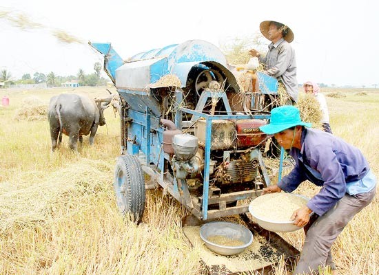 Farmers reap rice in the Mekong Delta (Photo: SGGP)