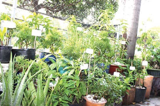 An exhibition of agricultural seeds is opened in the city. (Photo: SGGP)