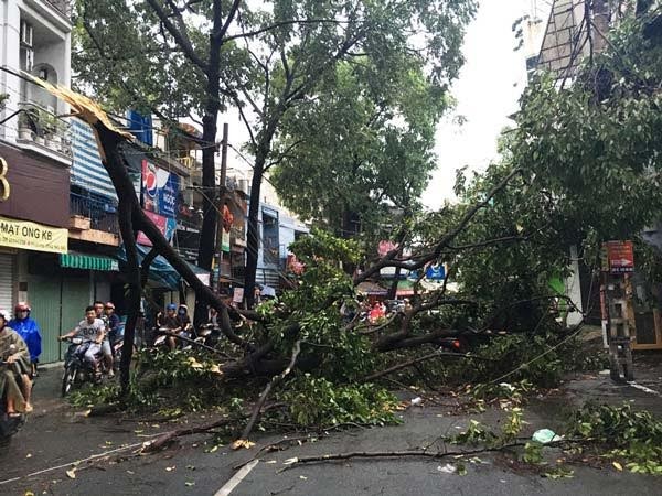 Heavy rain and strong wind blow trees. (Photo: SGGP)