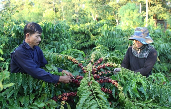 Farmers in the Tây Nguyên (Central Highlands) province of Đắk Lắk’s Krông Pắk District harvest coffee. (Photo: VNA/VNS)