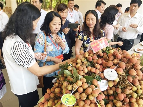 Hai Duong lychees on display June 20 in HCM City at a meeting to promote lychee consumption in the South. - VNS Photo
