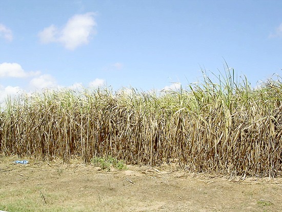 Sugar canes grown in the Mekong delta province of An Giang die en mass because of drought (Photo: SGGP)