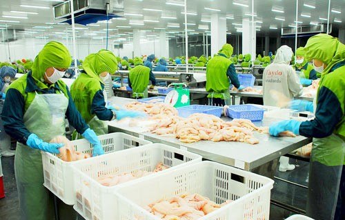 A catfish processing plant in the Mekong Delta (Photo: SGGP)