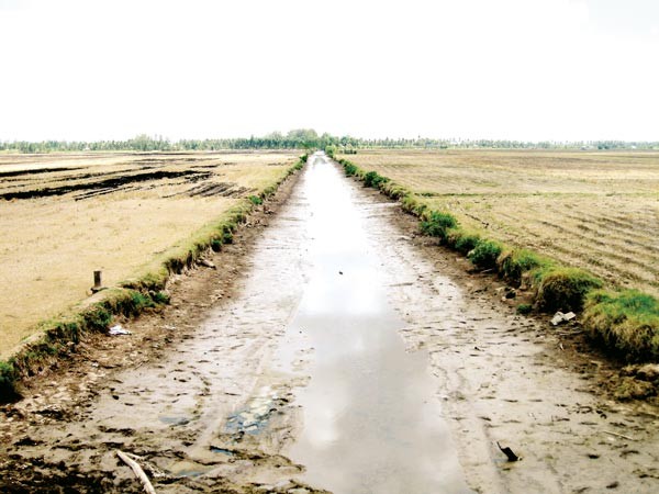 Rice crops are destroyed by drought & saltwater influx. (Photo:SGGP)