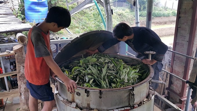 Treating pain: Local inhabitants in Cát Cát village of Sa Pa district in northern Lào Cai province put medicinal herbs in the oven to make traditional herbal bath. (Photo: VNA/VNS)