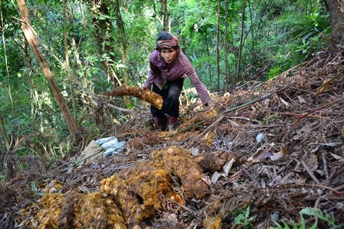 Natural habitat: - A woman from Nà Ớt village, Mai Sơn district, of Sơn La province harvests cu li plants in the forest. Over-exploitation could make this plant extinct in this province and other areas. (Photo: VNA/VNS)