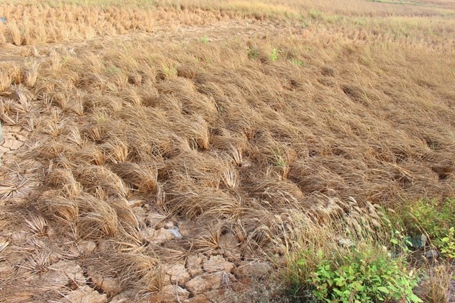 A rice field in the Mekong Delta dies of drought and saline intrusion (Photo: VNA)