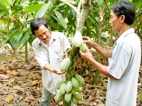 Cacao is planted in the Mekong delta province of Ben Tre (Photo: SGGP)