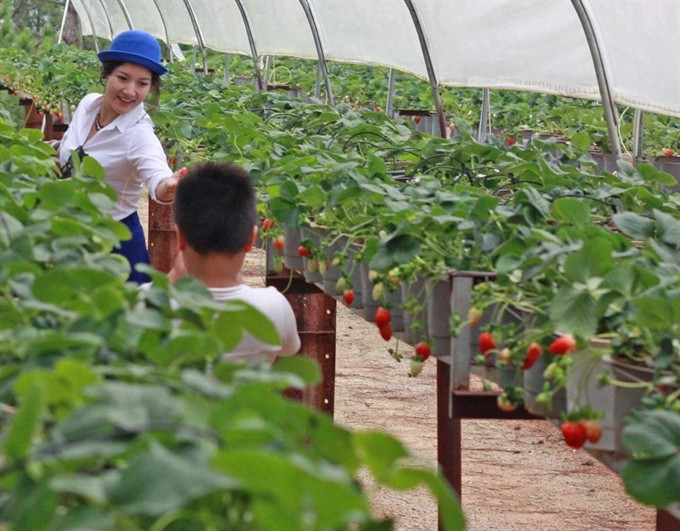 Tourists visit a hi-tech strawberry garden in the Central Highlands city of Đà Lạt. Agricultural firms from Japan are making a beeline for Việt Nam since the TPP trade deal is set to open up their country's market. — VNA/VNS Photo Nguyễn Dũng