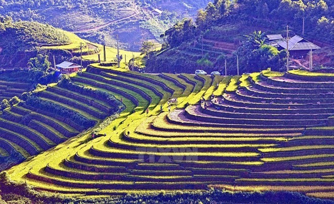 Northwestern terraced rice fields (Photo: VNA)
