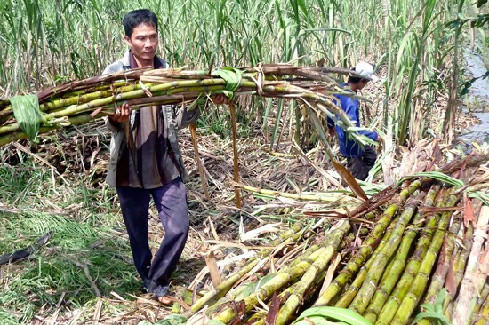 Farmers harvest sugarcane in Vi Thanh district, Hau Giang province (Photo: SGGP)