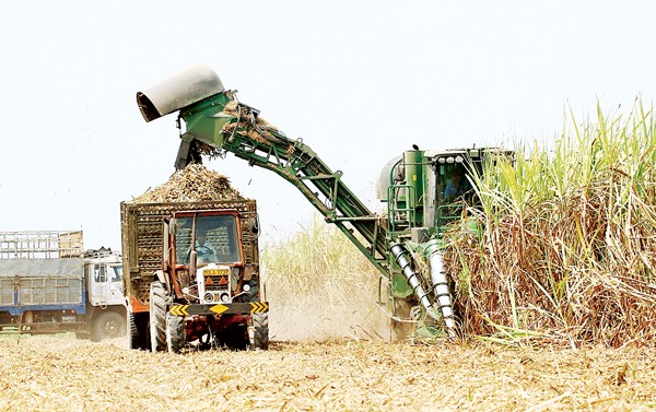 The sugarcane harvester working in a field (Photo: SGGP)