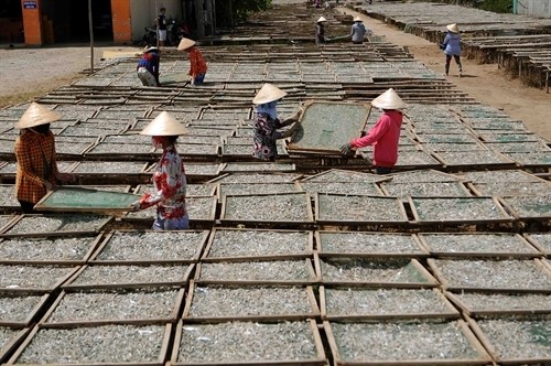 Drying anchovies at a fish processing facility in Cà Mau Province’s Trần Văn Thời District. — VNA/VNS Photo An Hiếu