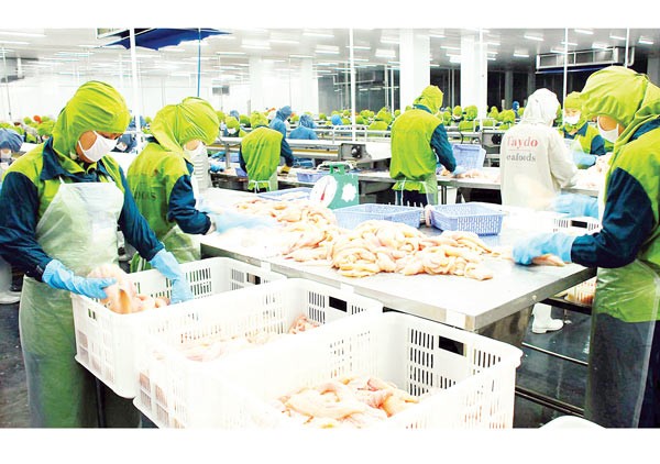 A catfish processing plant in the Mekong Delta (Photo: SGGP)