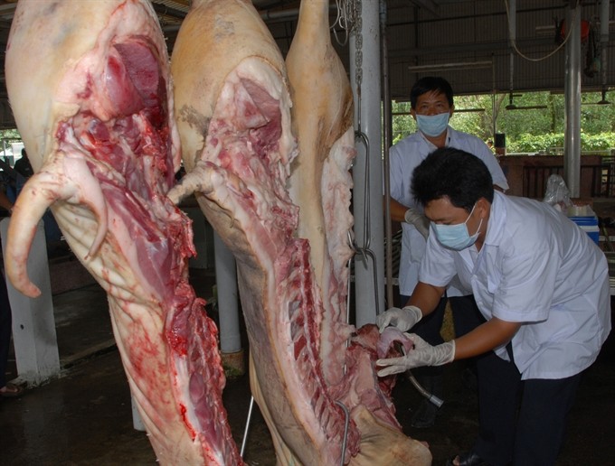 A worker on animal health takes pork samples for tests of food safety and hygiene in HCM City’s Bình Chánh District. The city will launch a pilot programme on using technology to control and trace the origin of pork. – VNA/VNS Photo Hoàng Hải