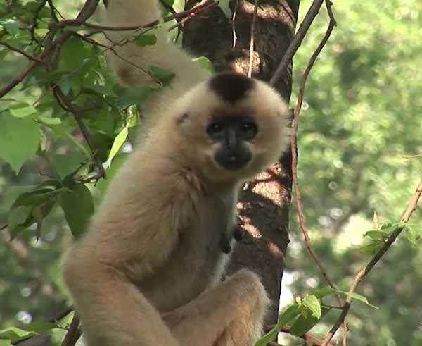 Siki white-cheeked black langur
