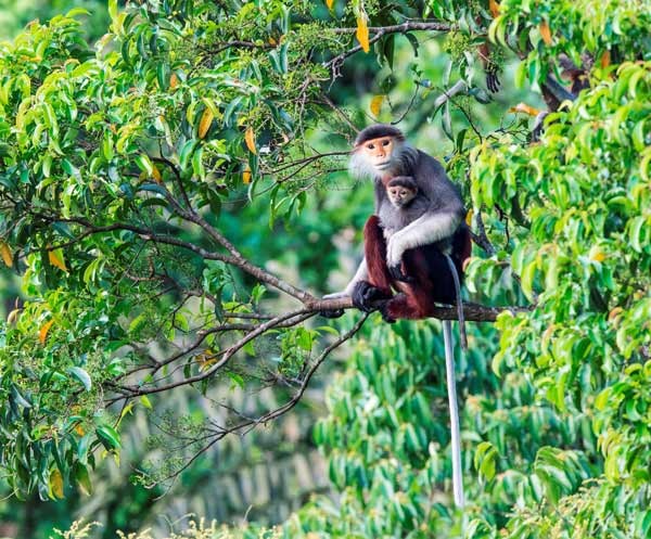 Brown-shanked douc langur in Khe Nuoc Trong area