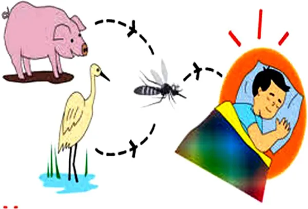 Phòng chống viêm não Nhật Bản trong "mùa vải"