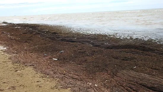 Quảng Bình: Rong biển chết dạt vào bờ dày đặc