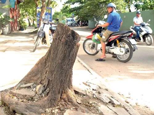 Cây xanh đường phố đang bị xâm hại