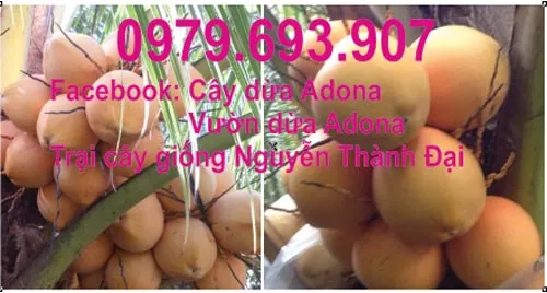 Trồng thành công giống dừa trái 2 màu siêu đẹp