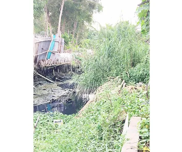 Gia cố cừ tràm và nạo vét thông dòng rạch Lùng