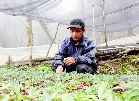 Sâm Ngọc Linh tăng giá “chóng mặt”