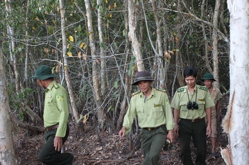 Forest rangers patrol in the cajuput forest in the Cửu Long (Mekong) Delta province of Kiên Giang’s U Minh Thượng National Park. — VNA/VNS Photo Tràng Dương