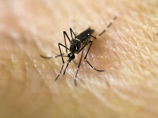 An Aedes Aegypti mosquito which spreads Zika (Photo: AFP/VNA)
