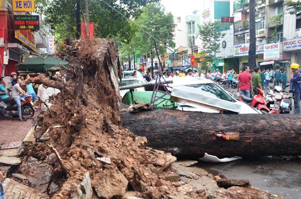 An old tree is uprooted and fell down on An Duong Vuong Street in district 5. (Photo:SGGP)