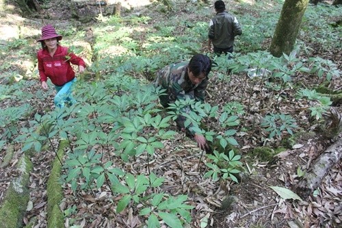 Local residents grow ginseng plants in a farm in Nam Tra My district in Quang Nam. — VNS Photo Công Thành