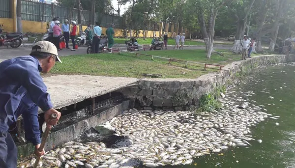 Đà Nẵng: Cá chết có thể là do nước thải sinh hoạt