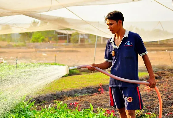 Bỏ phố, chọn rau