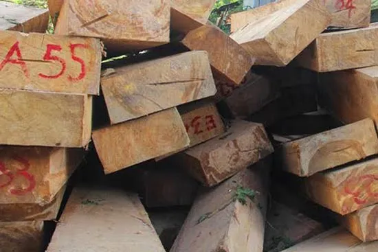 Phát hiện 176 phách gỗ pơ mu giấu gần đồn biên phòng