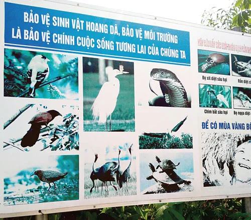 Cứu nguy chim rừng