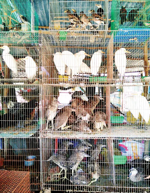 Cứu nguy chim rừng ảnh 2