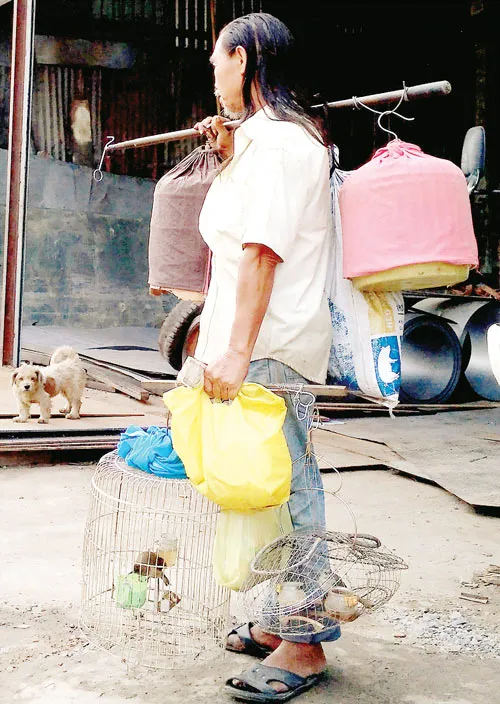 Cứu nguy chim rừng ảnh 3