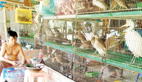 Cứu nguy chim rừng ảnh 4